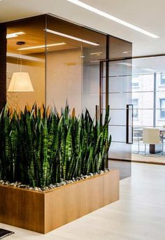 an office with a plant in the middle