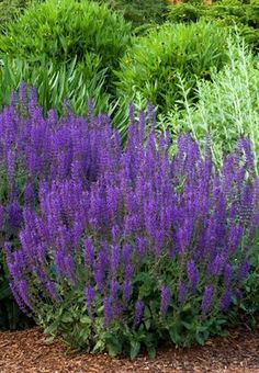 purple flowers are growing in the garden