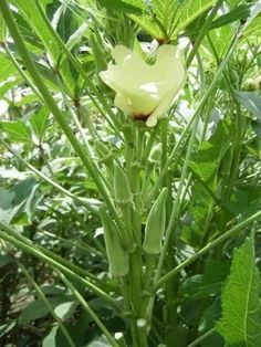 a white flower is growing in the middle of some green plants with leaves around it