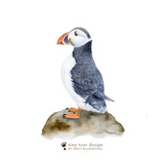 a watercolor painting of a bird sitting on top of a rock with the words tiny toes design