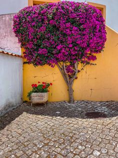 a tree that is next to a building with flowers in the pot on the ground