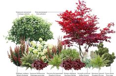 Japanese Garden Landscape, Tree Surgeons, Garden Yard Ideas, Plant Design, Outdoor Plants, Modern Garden, Water Garden, Japanese Garden, Dream Garden