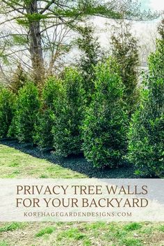 privacy tree walls for your backyard with text overlay that reads privacy tree walls for your backyard