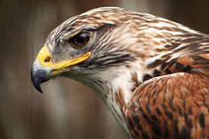 a close up of a bird of prey