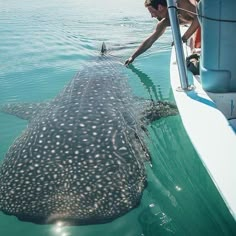 a large whale swimming in the ocean next to a person on a boat with it's head above water