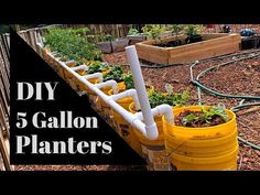 a row of yellow barrels filled with plants and water hoses on top of the ground