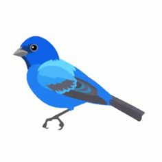 a blue bird is standing on one leg