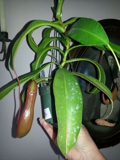 a person holding up a plant in front of a mirror