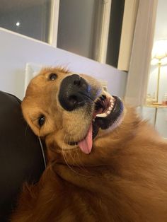 a brown dog laying on top of a black chair