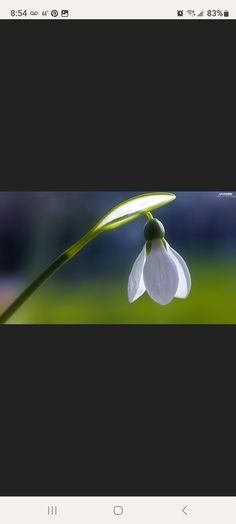 an image of a white flower in the grass