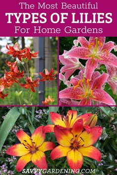 the most beautiful types of lilies for home gardens