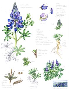 an illustration of different types of flowers and plants