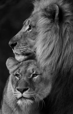 Largest Horse Breed, Female Lion, Her King, Clydesdale Horses, Lion Love, Beautiful Arabian Horses, Lion Pictures, Samsung Galaxy Wallpaper, Dark Wallpaper Iphone