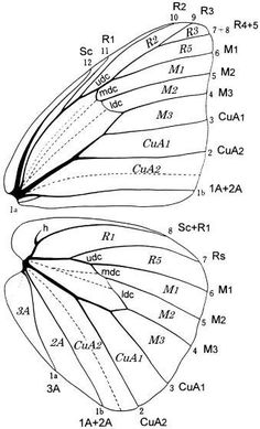 a diagram of the wing structure of a butterfly, vintage line drawing or engraving illustration