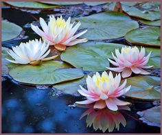 three water lilies floating on top of lily pads