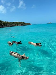 Bahamas Pigs Swimming, Pigs Swimming In Bahamas, Bahamas Swimming With Pigs, Swim With Pigs Bahamas, Bahamas Animals, Bahama Pigs, Pigs In Bahamas, Bahamas Pig Beach, Bahamas Couple