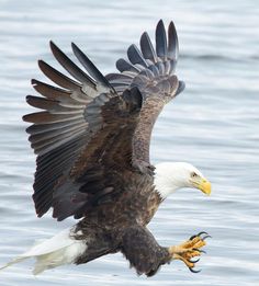 an eagle flying over the water holding a fish in it's talon