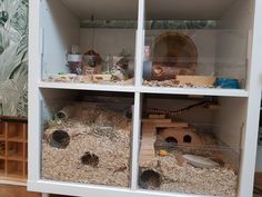 the shelves are filled with different types of birds and other animals in their cages