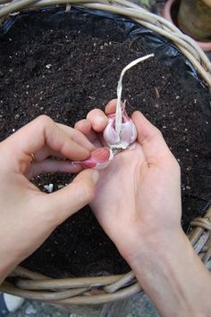 two hands are sprouting garlic from the ground