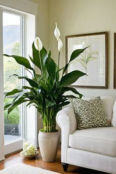 Discover the best indoor plants for South Africa to liven up your space effortlessly. From the low-maintenance Elephant Bush and striking Bird of Paradise, to the elegant Gasteria plant and unique Spider plants, there's a perfect fit for every home. Embrace the vibrant hues of Crassula Campfire and Cotyledon Pendens or opt for the sleek charm of Ox Tongue succulents and Fan aloe. Bird Of Paradise Indoor, Tall Plants For Living Room, Tall House Plants Indoor, Interior Planters, Pot Plant Ideas, Bright Room Colors, Best Wall Colors, Low Maintenance Indoor Plants, Modern Paint Colors