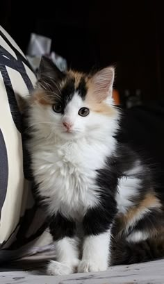 a black, white and orange cat sitting next to a pillow