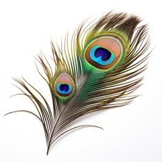 two peacock feathers on a white background