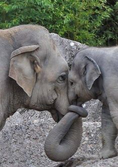 there is nothing like the love between mom and her child elephant quotes, elephant pictures, baby elephants, cute animals, funny animals, person, animal memesat