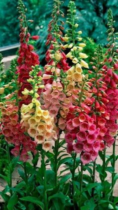 some very pretty colorful flowers in a garden with green plants and trees behind the planter