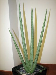 a large green plant sitting on top of a wooden table next to a white wall