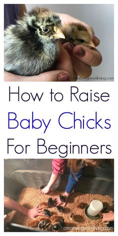 how to raise baby chicks for beginners with pictures and text that reads, how to raise baby chickens for beginners