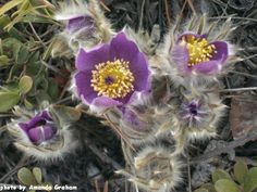 two purple flowers with yellow centers in the middle of some leaves and dirt area next to plants