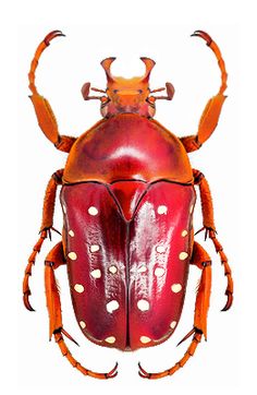 a close up of a beetle on a white background