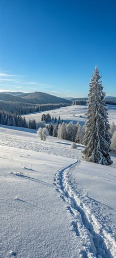 a snow covered field with tracks in the snow and trees on both sides, under a blue sky