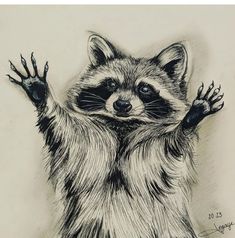 a black and white drawing of a raccoon reaching up with its arms out