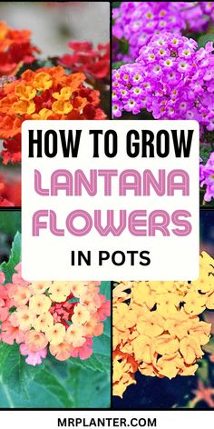 How to Grow Lantana Flowers in Pots