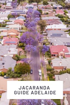 jacaranda trees in the middle of a residential area with text overlay that reads,