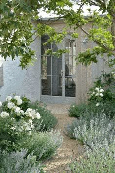 a garden with white flowers and lavender plants in front of a house on a sunny day