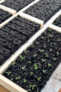 several rows of small seedlings in wooden trays