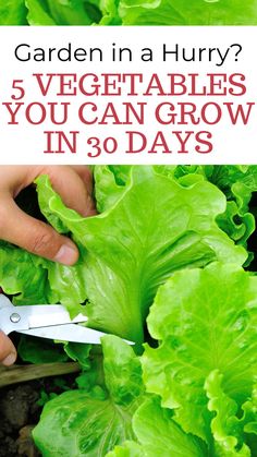 Garden in a Hurry? 5 Vegetables you can grow in 30 days. Image of green lettuce being cut with scissors in the garden. Easiest Veggies To Grow, Veggies To Grow, Lettuce Grow, Grow Your Own Vegetables, Garden For Beginners, Growing Vegetables Indoors, Vertical Vegetable Gardens, Garden Watering System