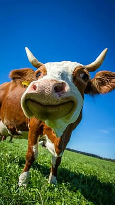 a brown and white cow standing on top of a lush green field with its tongue hanging out