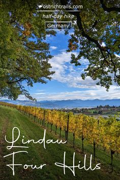 Vineyards, mountains and Lake Constance seen on a walk near Lindau, Germany Lake Constance, Apple Orchards, Day Hike, Great View, The Four