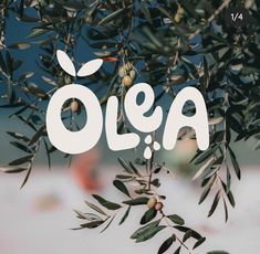 an olive tree with the word olea written in white