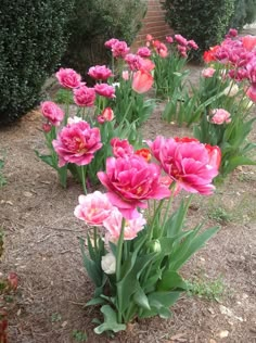 pink and white flowers are growing in the dirt