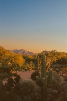 a cactus in the desert with mountains in the background