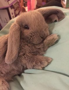 a small brown rabbit laying on top of a bed