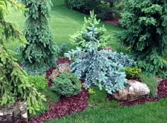 some very pretty trees and bushes in the grass