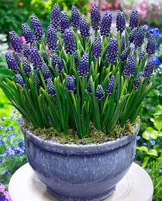 purple flowers are growing in a large pot