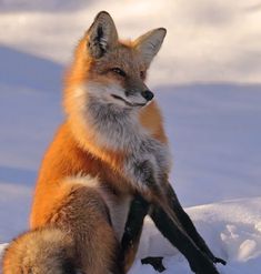 a red fox sitting in the snow with its front paws on it's legs