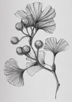 an ink drawing of some flowers on a branch