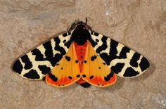 an orange and black moth sitting on top of a stone wall